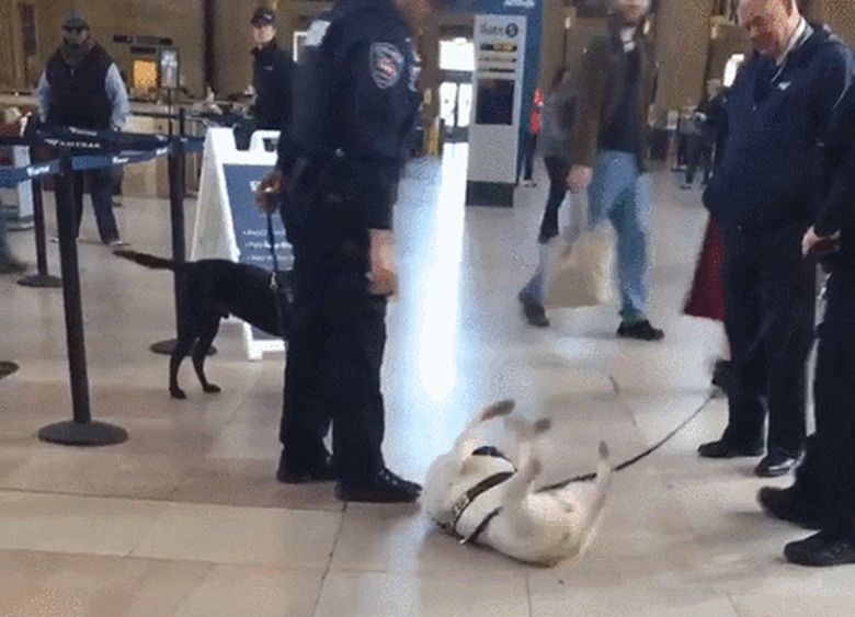 dog rolls over for police officer