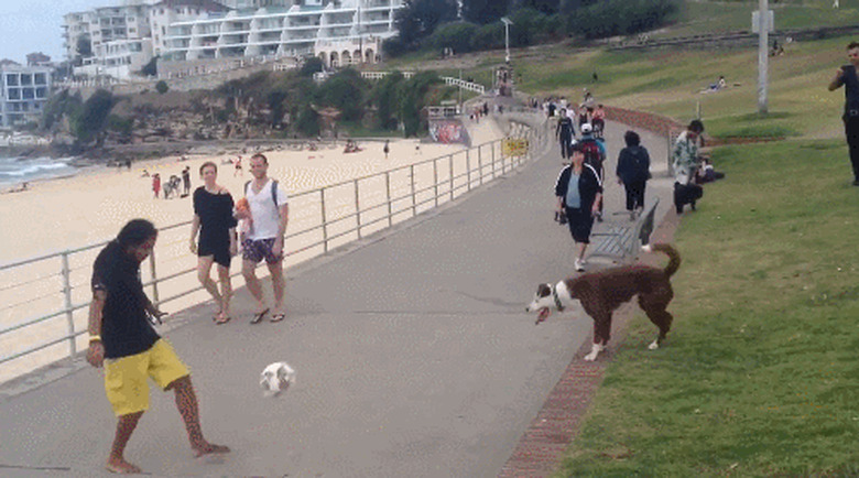 dog is good as soccer