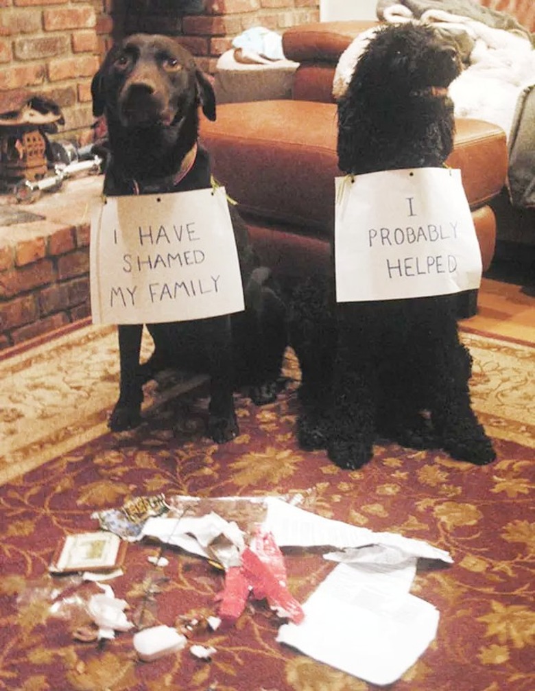 Labrador and poodle getting dog-shamed.