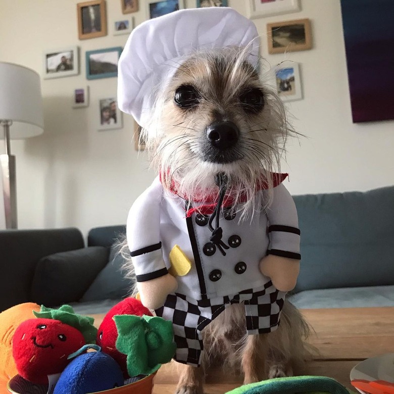 dog in chef's hat