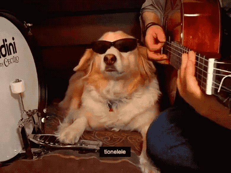 dog playing drums