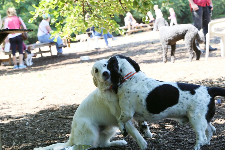 Dog looks uncomfortable with other dog.