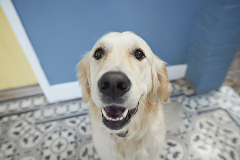 happy dog sprains tail from wagging it too hard