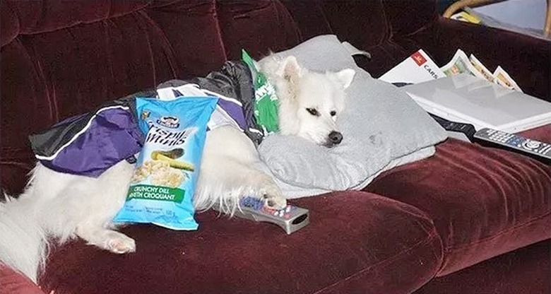 dog sleeping on couch