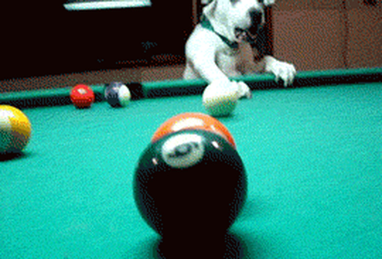 dog sinking shots at game of pool