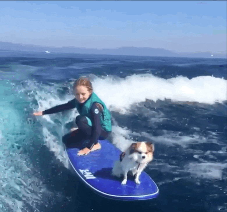 surfing dog