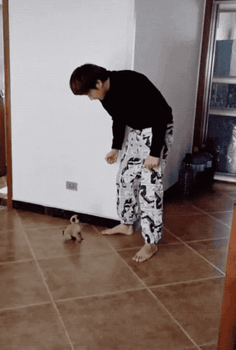 man teaches dog to dance