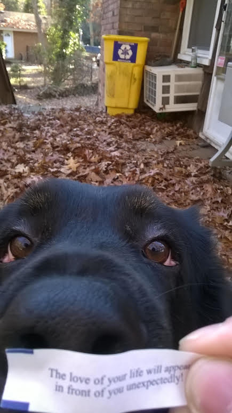 Dog and paper from fortune cookie that says 