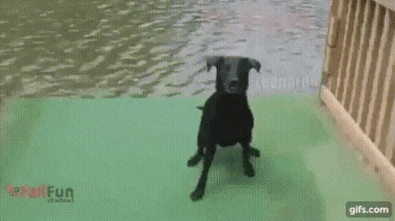 dog falls of dock into water