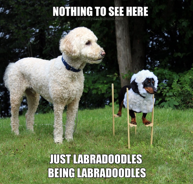 Dachshund on stilts with fluffy wig standing next to Labradoodle