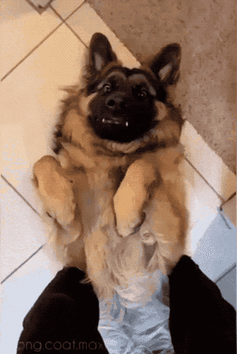 dog waiting for belly rubs