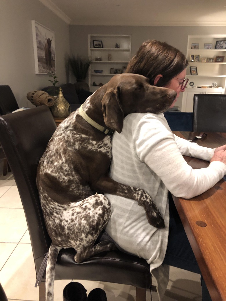 Dog sitting behind woman in chair at desk