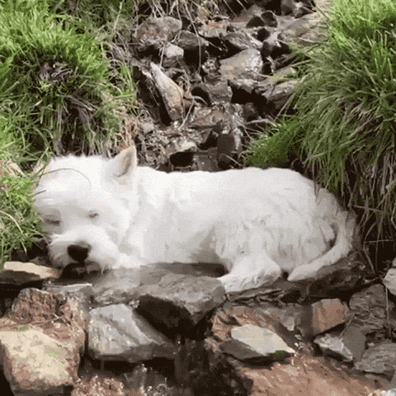 dog sleeps in creek to stay cool in summer