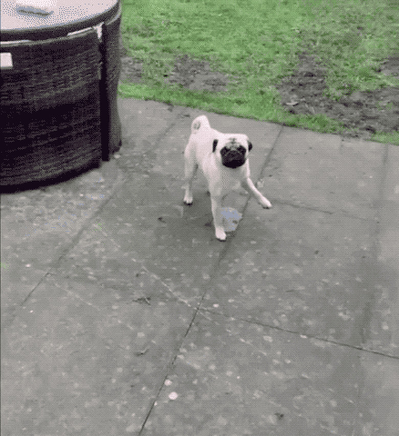 pug pees with one leg up