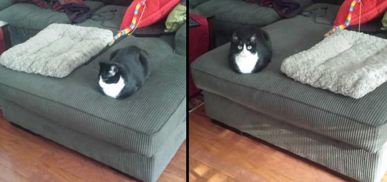 Cat sitting on ottoman next to cat bed.