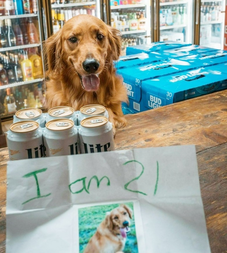 dog attempting to buy beer