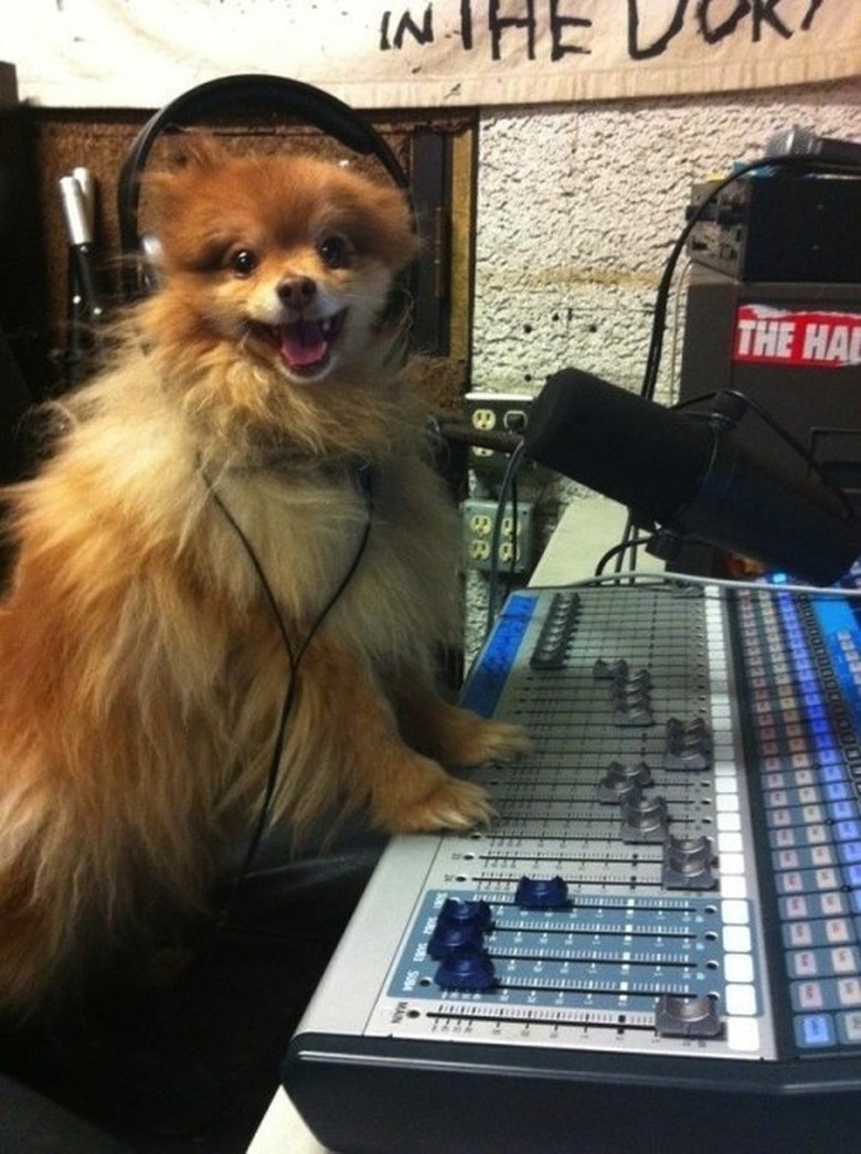 Dog wearing headphones next to sound mixer.