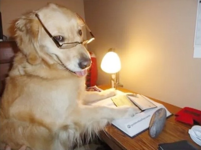 Dog in glasses looks like dad