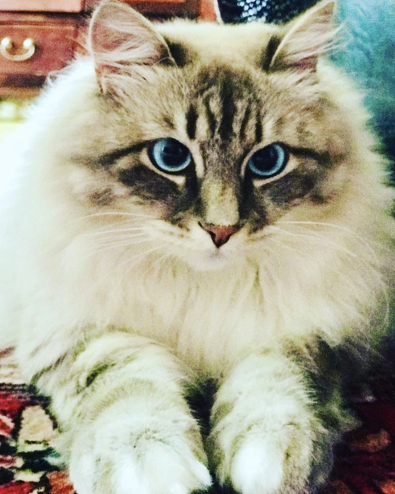 A fluffy Siberian forest cat with bright blue eyes.