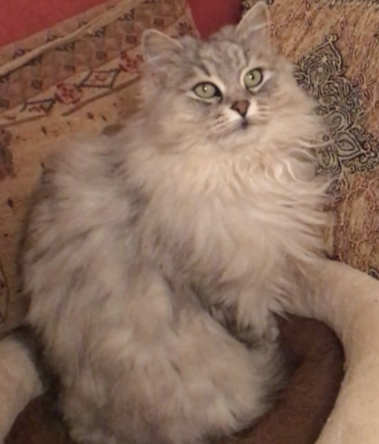 A fluffy gray Siberian cat.