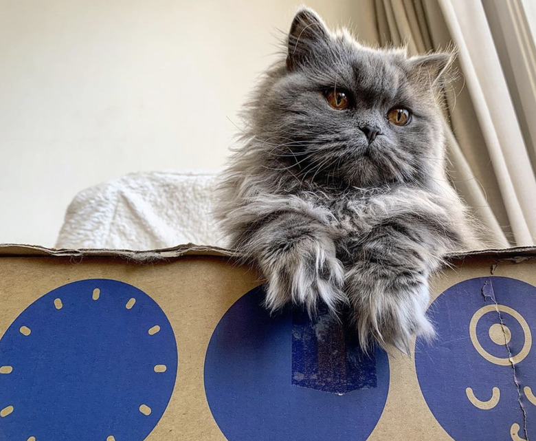 A fluffy gray cat is standing in a cardboard box.