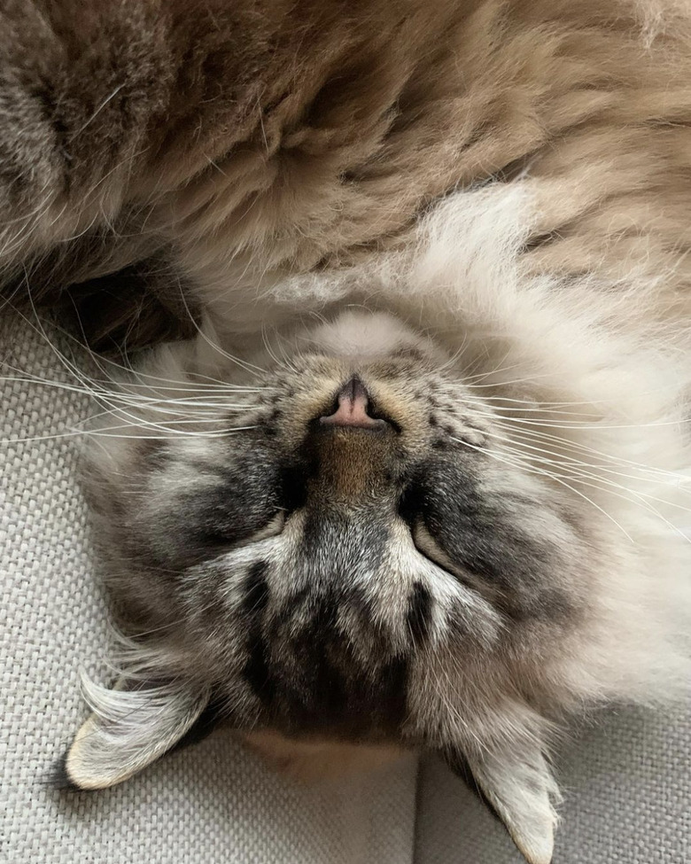 Closeup of a ragdoll cat sleepig upside down.