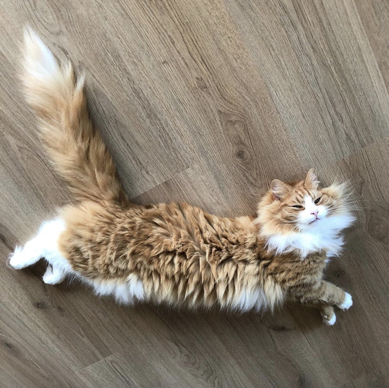 A fluffy caramel cat is sleeping on a wood floor.