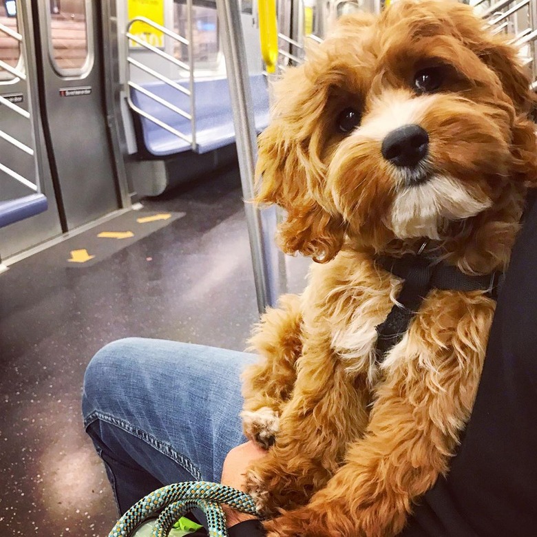 A dog is sitting on a person's lap while on the subway.