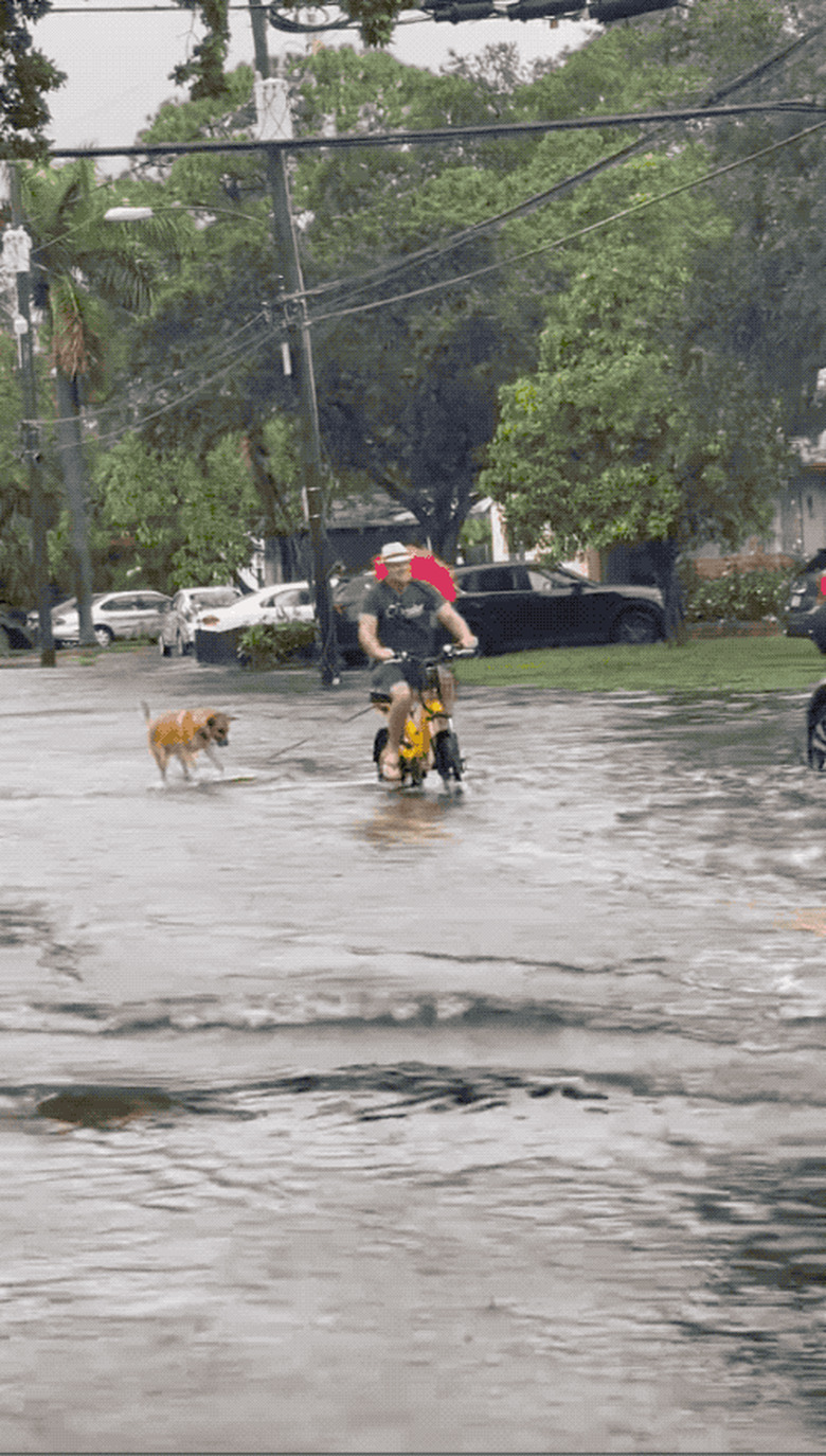 dog rides surfboard tethered to electric bike