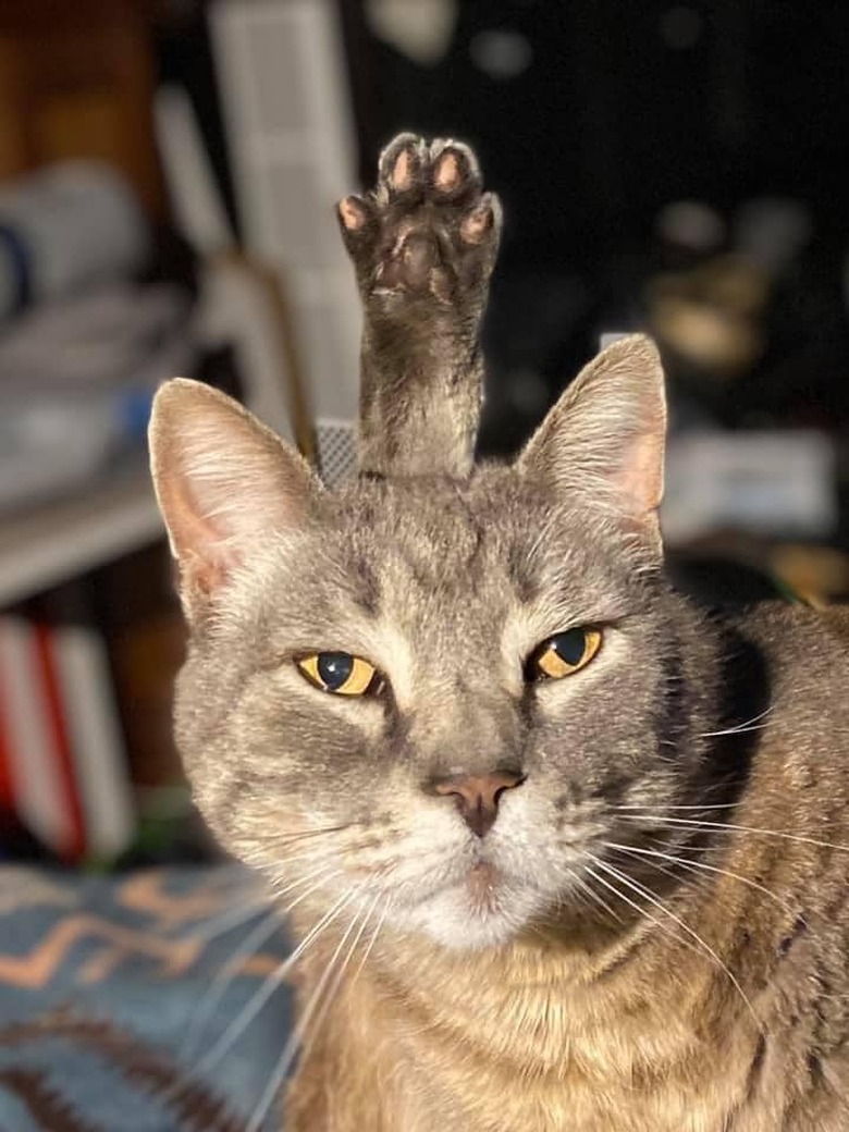 funny photo of cat's paw sticking up behind its head