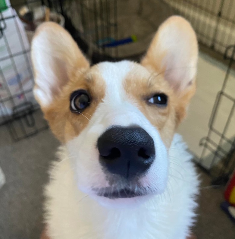 corgi is skeptical