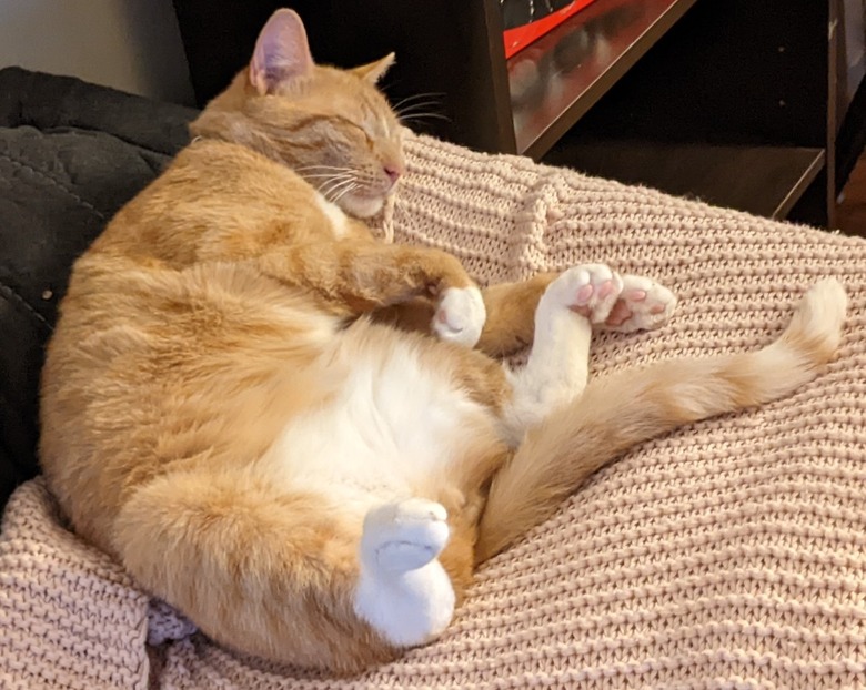 orange cat sleeping in funny position