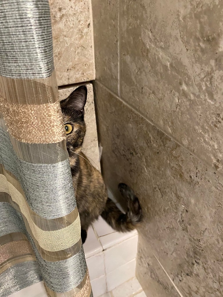 A cat tries to hide behind a shower curtain.