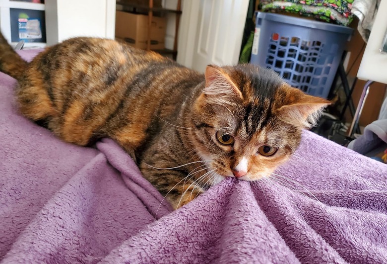 A cat is chewing on a blanket.