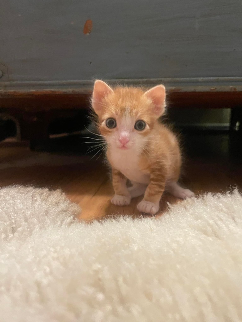 A tiny orange kitten looks at the camera.