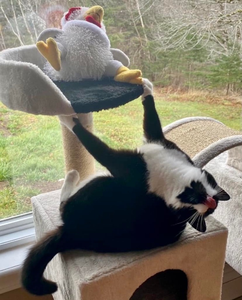 A black and white cat is hanging from a cat gym in a dramatic way.