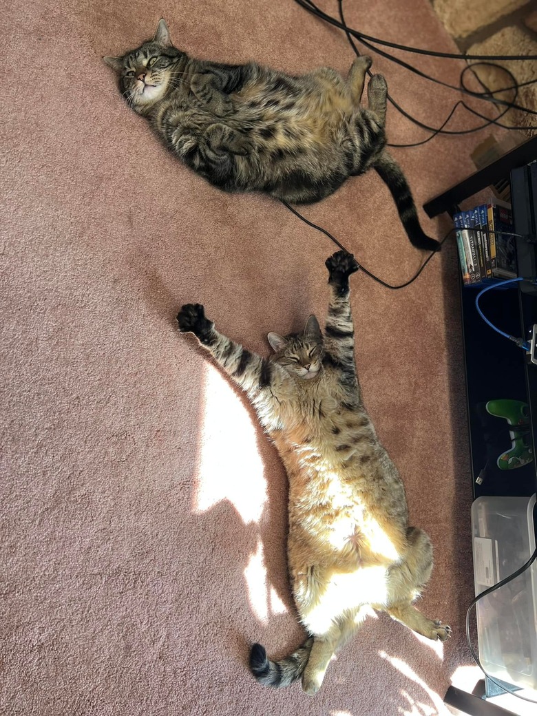 One cat is doing a funny stretch near another cat.