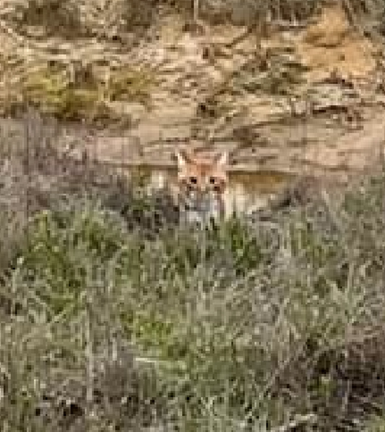 Close-up of the same photo showing the location of an orange cat hiding in sandy spot