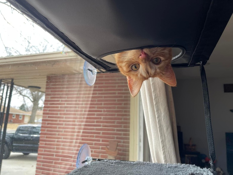 An orange cat pokes their head upside down through a hole in cat tree.