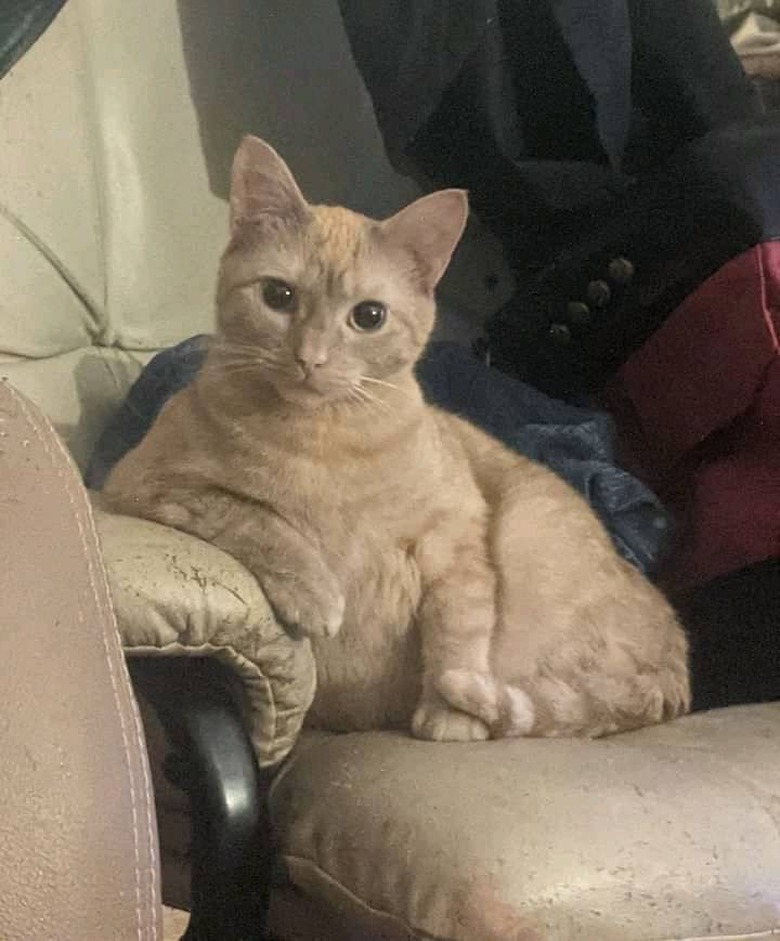 A cat is leaning one of their paws on a leather armachair and looking at the camera. .