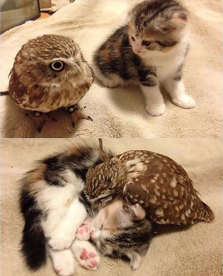 kitten cuddles with baby owl