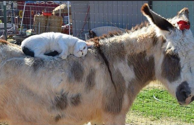 cat sleeps on donkey