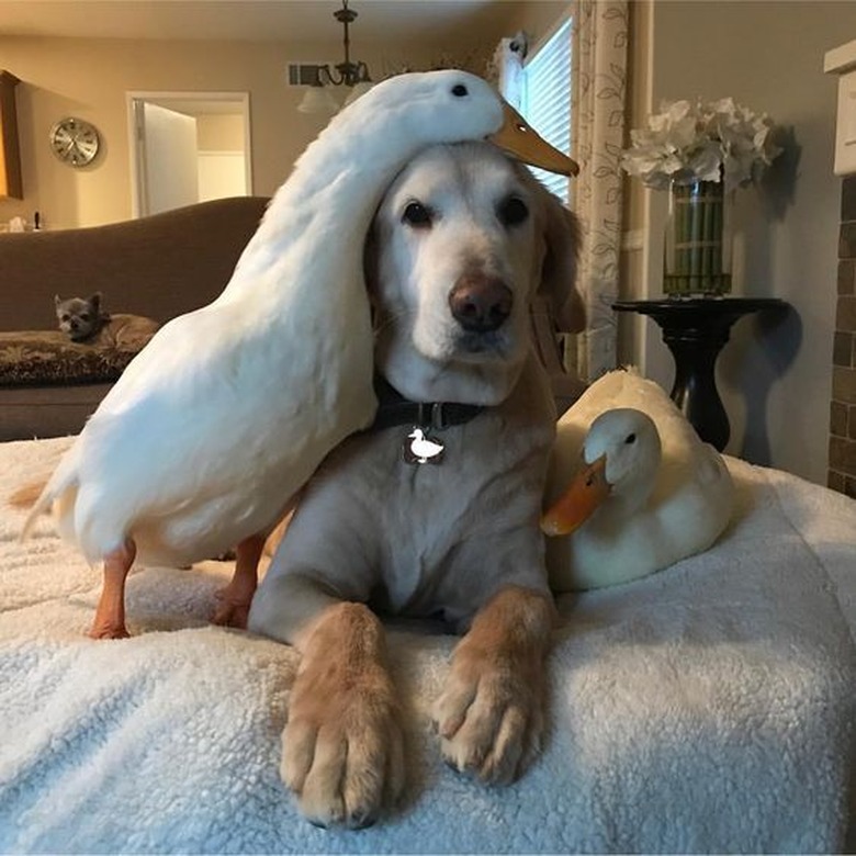 ducks snuggle with golden retriever