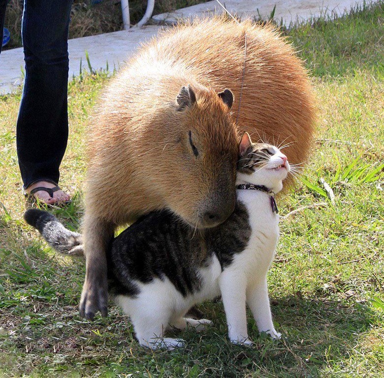 cat and capybara cuddle