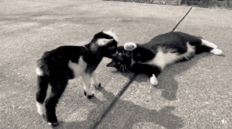 donkey nuzzles cat