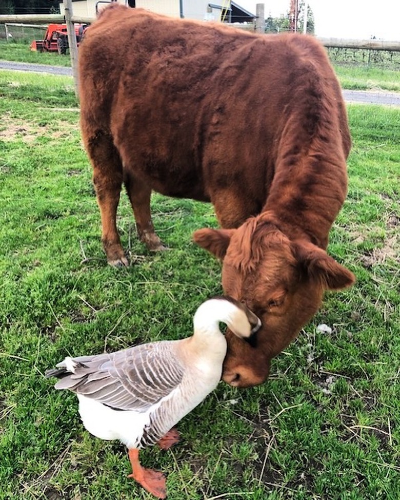 duck headbutts cow