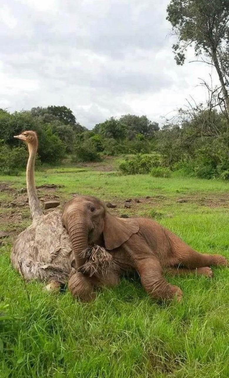 baby elephant cuddles with ostrich