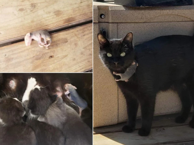 cat adopts orphaned baby possum