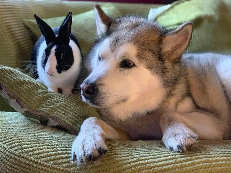 dog and bunny huddle on couch