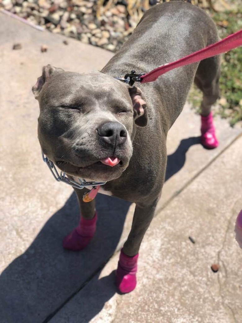 Dog wearing red boots